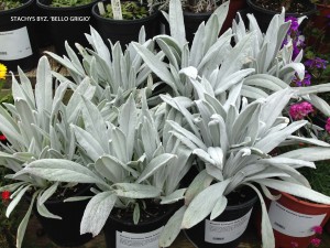 Stachys byzantina 'Bello Grigio'